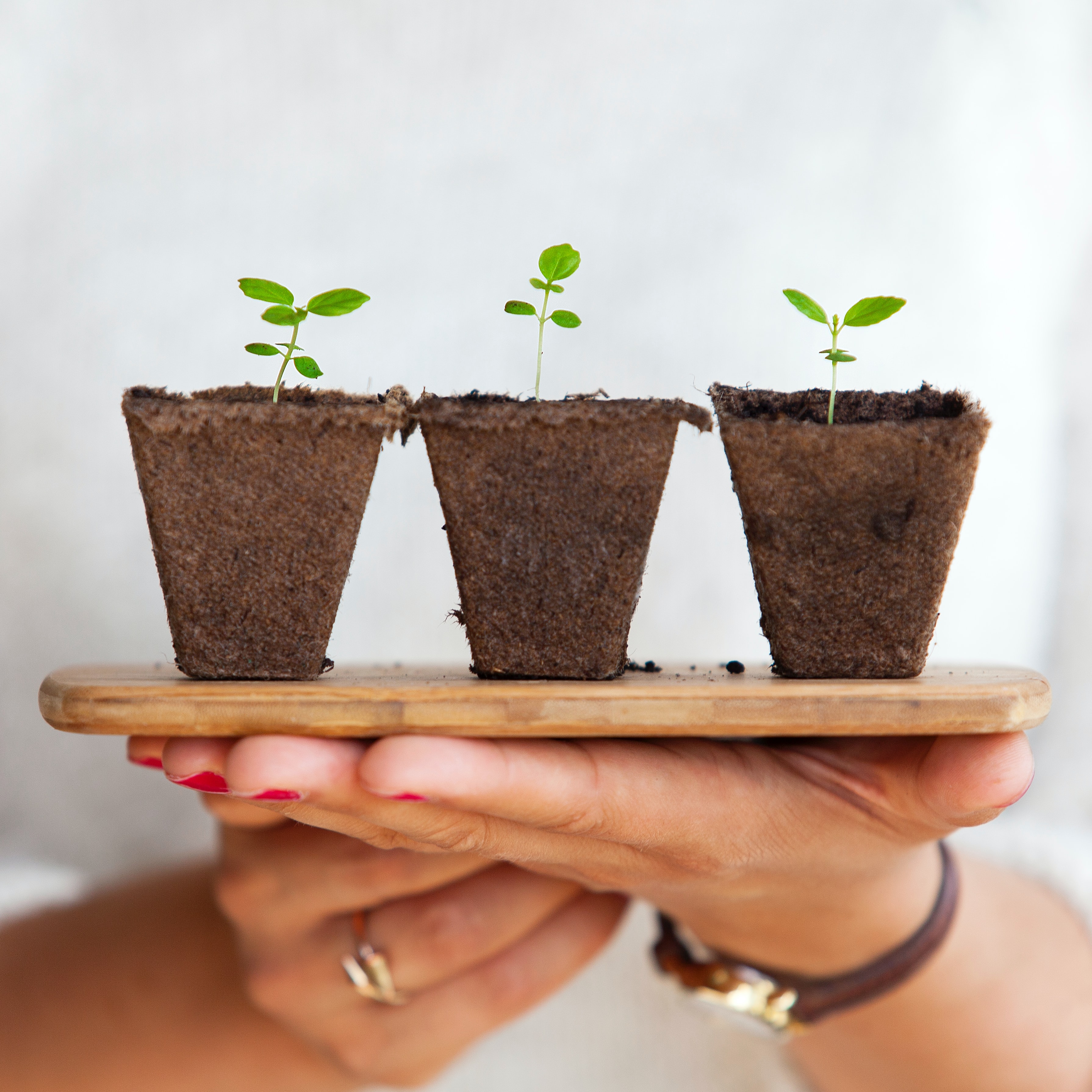 a person holding succulents