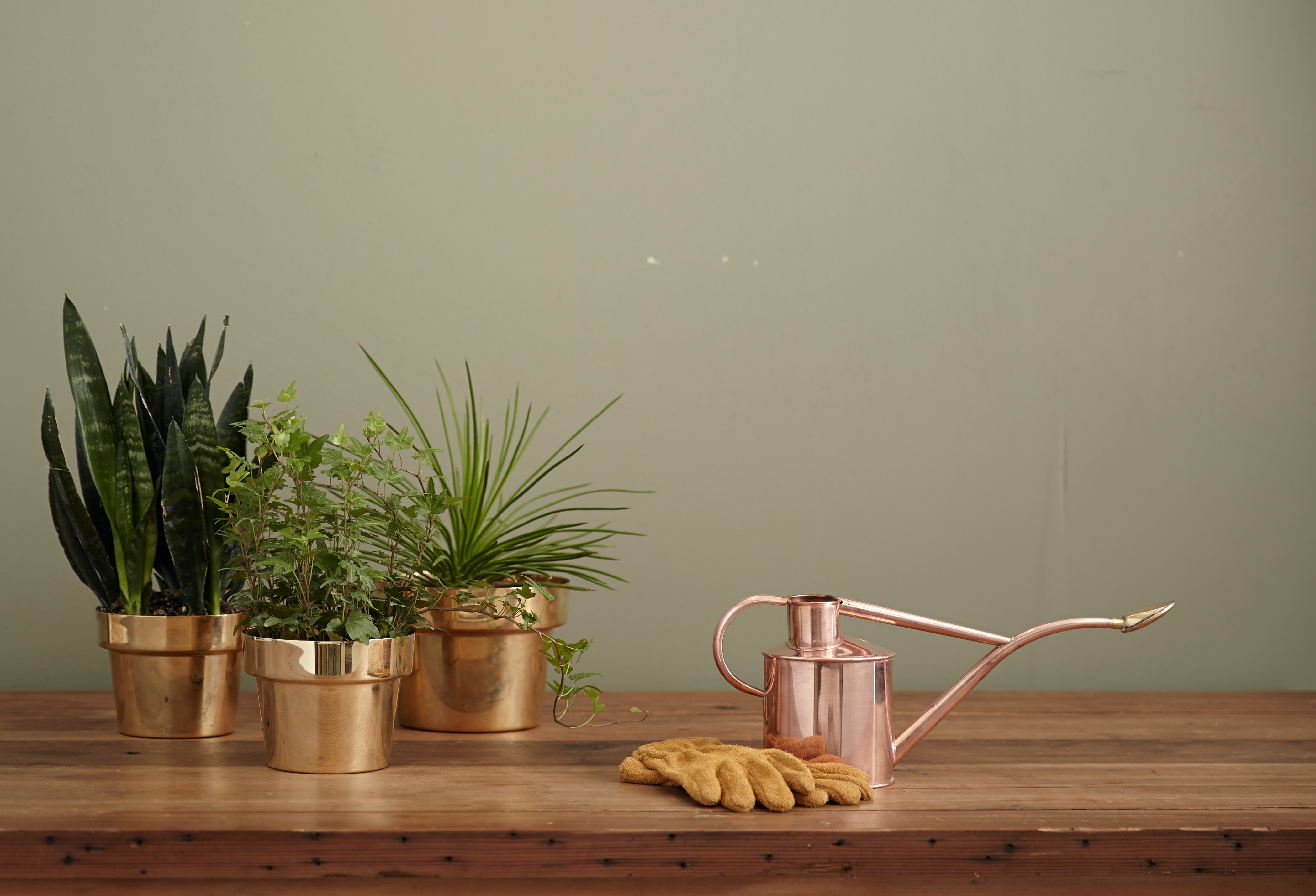 plants, watering can, and gardening gloves on a table