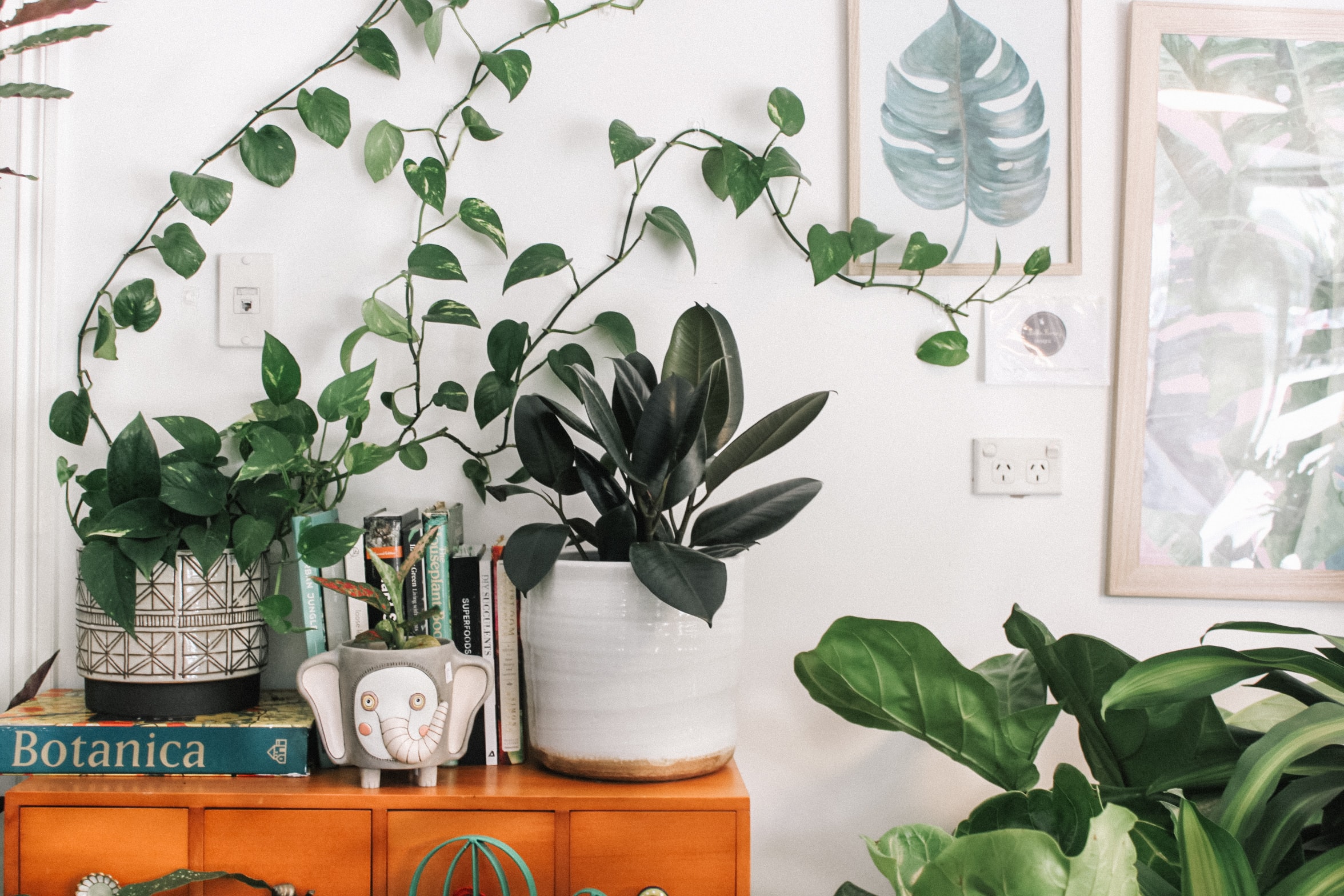 plants and books on a table